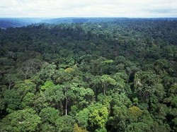 Keren! Jalan Kaki di Atas Hutan Amazon