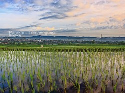 Ketika Dewi Sri Singgah di Ladang Tembakau
