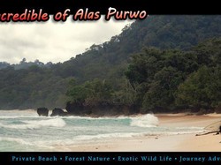 Keunikan Alas Purwo East Java