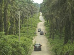Kiri, Kanan, Kulihat Saja, Banyak Pohon Sawitnya: Kebanggaan Tersendiri Riau akan Sawitnya