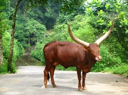 Liburan Peduli Satwa yang Memprihatinkan