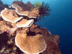 Mahadaya Maratua: Pertunjukan Bawah Air Terbaik Dunia!