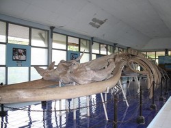 Melihat Kerangka Tulang Ikan Paus 18 Meter di Museum NTT
