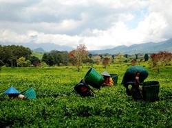Melihat Lebih Dekat Pengolahan Teh