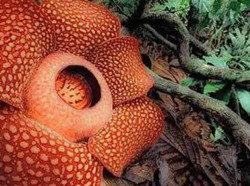 Menengok Rafflesia Arnoldii di Bengkulu