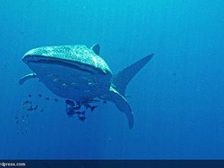 Mengenal Lebih Dekat Hiu Paus di Nabire, Papua