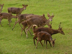Mengenal Rusa Lebih Dekat di Cariu