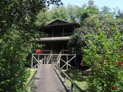 Mengintip Kehidupan Orang Utan di Camp Kakap