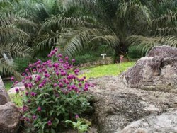 Menguak Kisah Di Balik Sawit