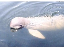 Mengusut Pesut: Orcaella brevirostris di Sungai Sesayap