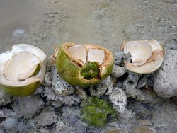 Menikmati Kelapa Muda di Air Belanda