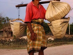 Menikmati Manisnya Tuak Pohon Lontar