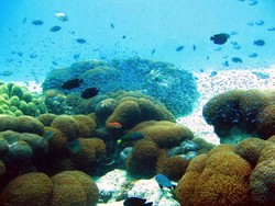 Menjangan, Pesona Keindahan Bali Barat