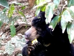 Menumbuhkan Kesadaran Lingkungan di Kawasan Konservasi Beruang Madu
