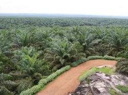 Menyelami Ketakjuban Sawit Di Kalimantan