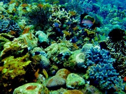 Menyelami Keunikan Laha