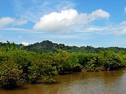 Menyusuri Labirin Segara Anakan