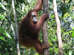 Menyusuri Sungai Sekonyer Menuju Dunia Keajaiban Tanjung Puting