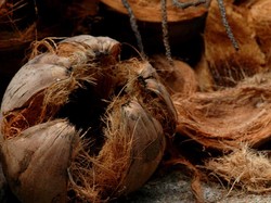 Minyak Ajaib dari Pulau Selayar