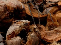 Minyak Ajaib dari Pulau Selayar