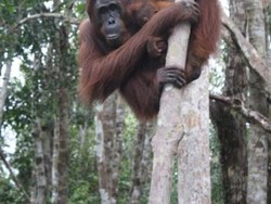 Moment Penting Di Taman Nasional Tanjung Puting