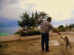 Monyet Sibaganding Turun Gunung