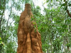 Musamus, Ujud Kekuatan Impian Sang Rayap