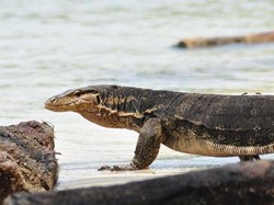 NTT Punya Pulau Komodo, Indramayu Punya Pulau Biawak