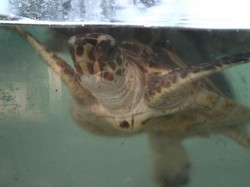 Pak Marjan: Bapak Sejuta Penyu