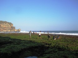 Pantai Ngobaran, Antara Karang, Pura dan Landak Laut