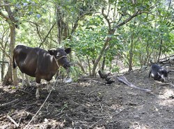 Papela, Desa Nelayan Bugis Islam di NTT