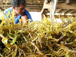 Penggerak Roda Perekonomian Sulawesi Tenggara