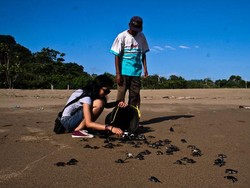 Penyu Hijau di Pantai Sukamade