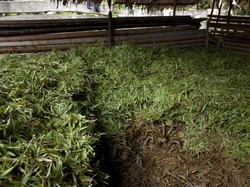 Penyulingan Minyak Kayu Putih di Pulau Buru