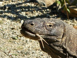 Petualangan dengan Kapal Tradisional dari Lo