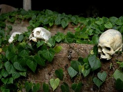Petualangan Indiana Jones di Toraja