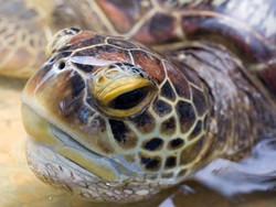 Pulau Penyu, Alternatif Wisata Tanjung Benoa yang Menyenangkan