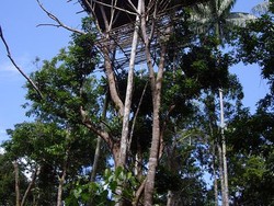 Rumah Pohon dan Suku Korowai, Mutiara Berharga dari Papua