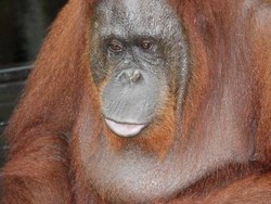 Sahabat Baru Dari Camp Lakey