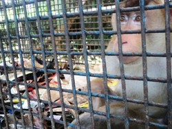 Satwa Dikandang Penuh Sampah