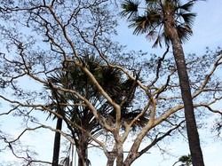 Secuil Padang Afrika di Ujung Timur Pulau Jawa