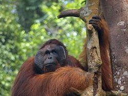 Semenggoh, Sarawak, Malaysia