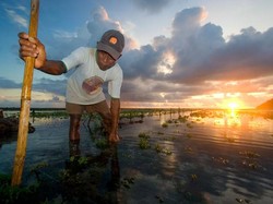 Senja di Kebun Rumput Laut Timbis