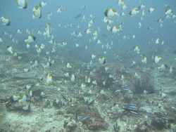 Serpihan Surga yang Jatuh ke Bumi