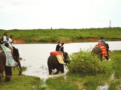 Serunya Safari Gajah di Way Kambas