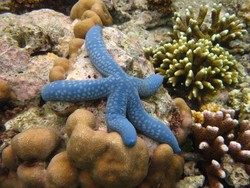 Snorkeling di Terumbu Karang Arfai Manokwari