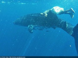 Swimming With the Giants