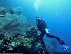 Taman Laut Kepulauan Padaido: Taman Laut Penuh Kejutan
