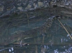 Tangisan Pilu Bumi dan Satwa