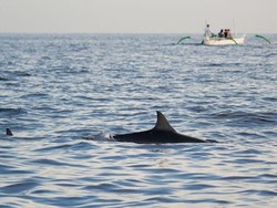 Tarian Lumba-lumba dari Lovina